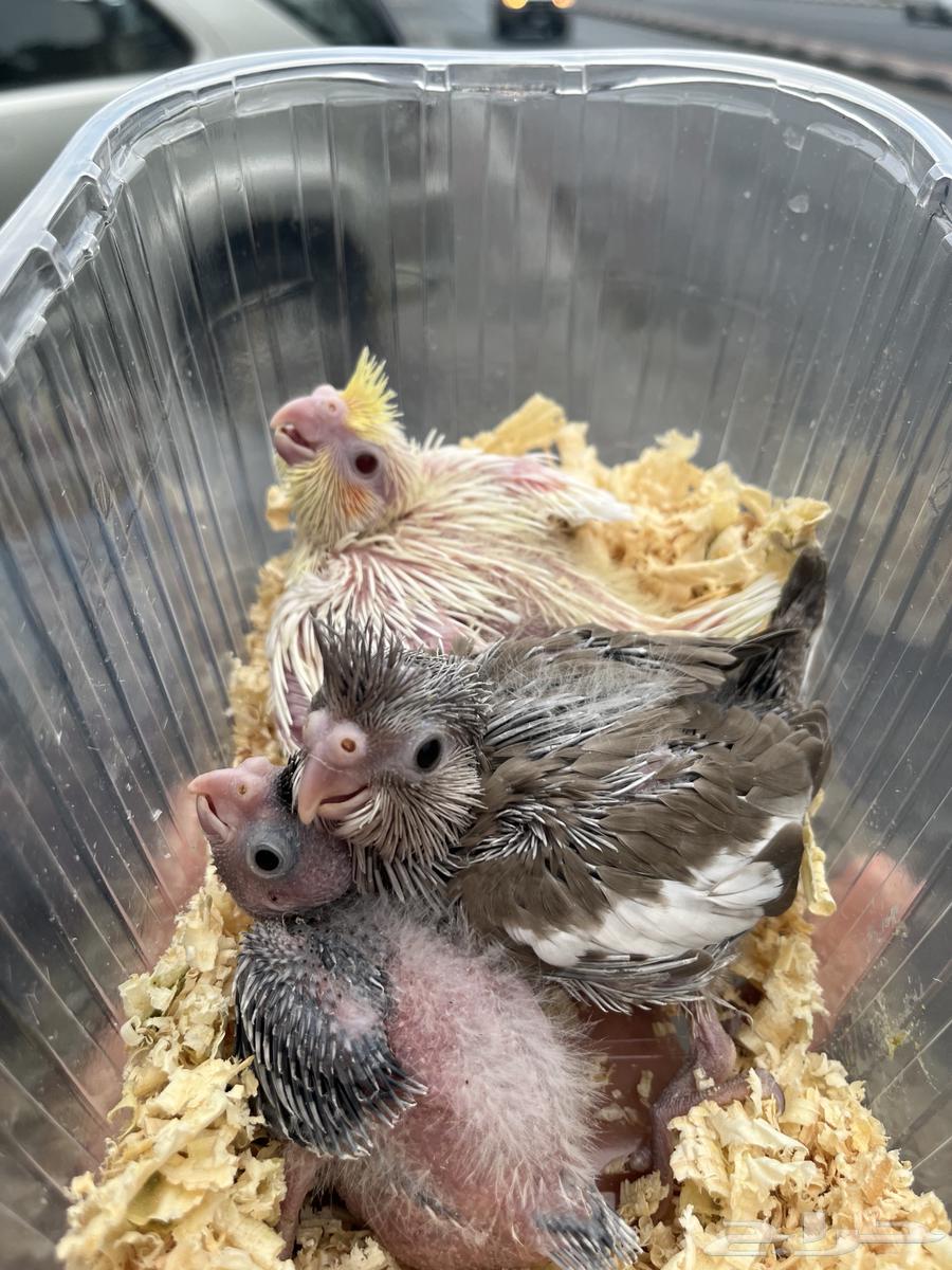 فروخ كروان مشروع هدد64413326836611111