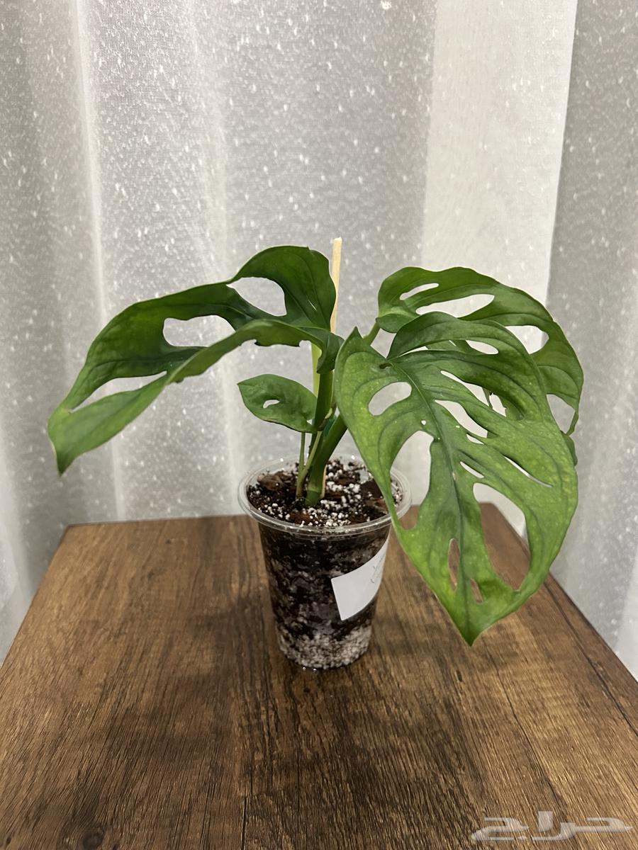 Showcase of a Unique Collection of 50 Plants64414686906498112