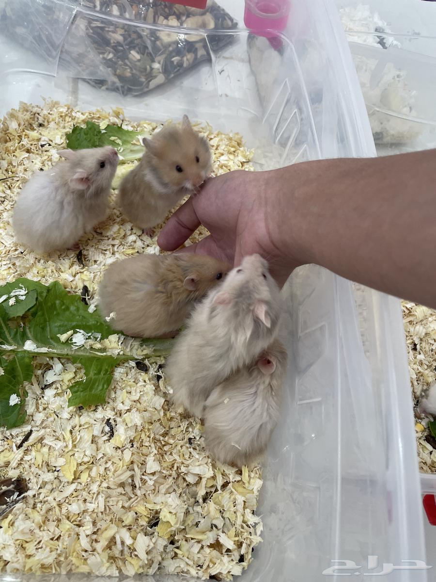 هامستر روسي وسوري(25-20 )(مباع)64416875319170112