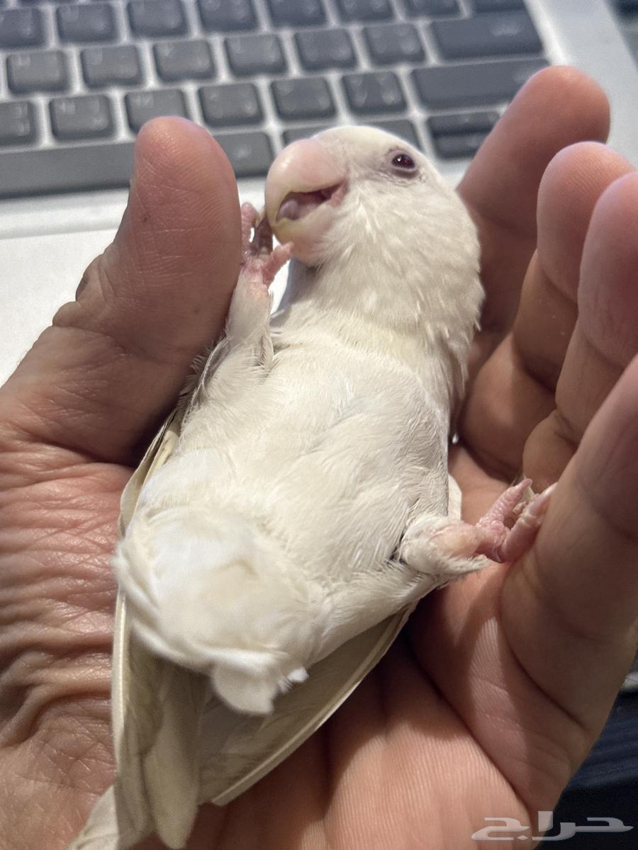 روز حمامه واليف جدا جدا64416068083330110