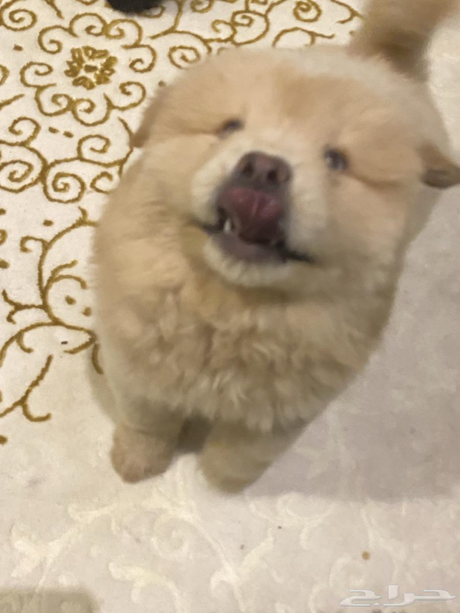 Chow Chow puppies64412896698755113