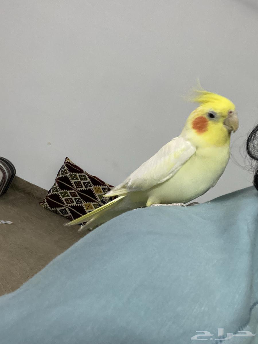 زوج كروان لاتينو تم البيع64417115637379114