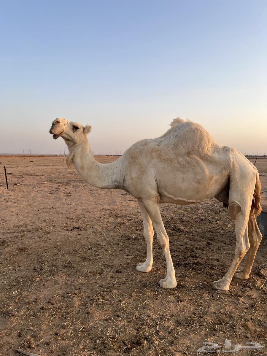 للبيع ناقتين وحد حايل والثانيه لقحه له حول 9 شهور64416875415042112