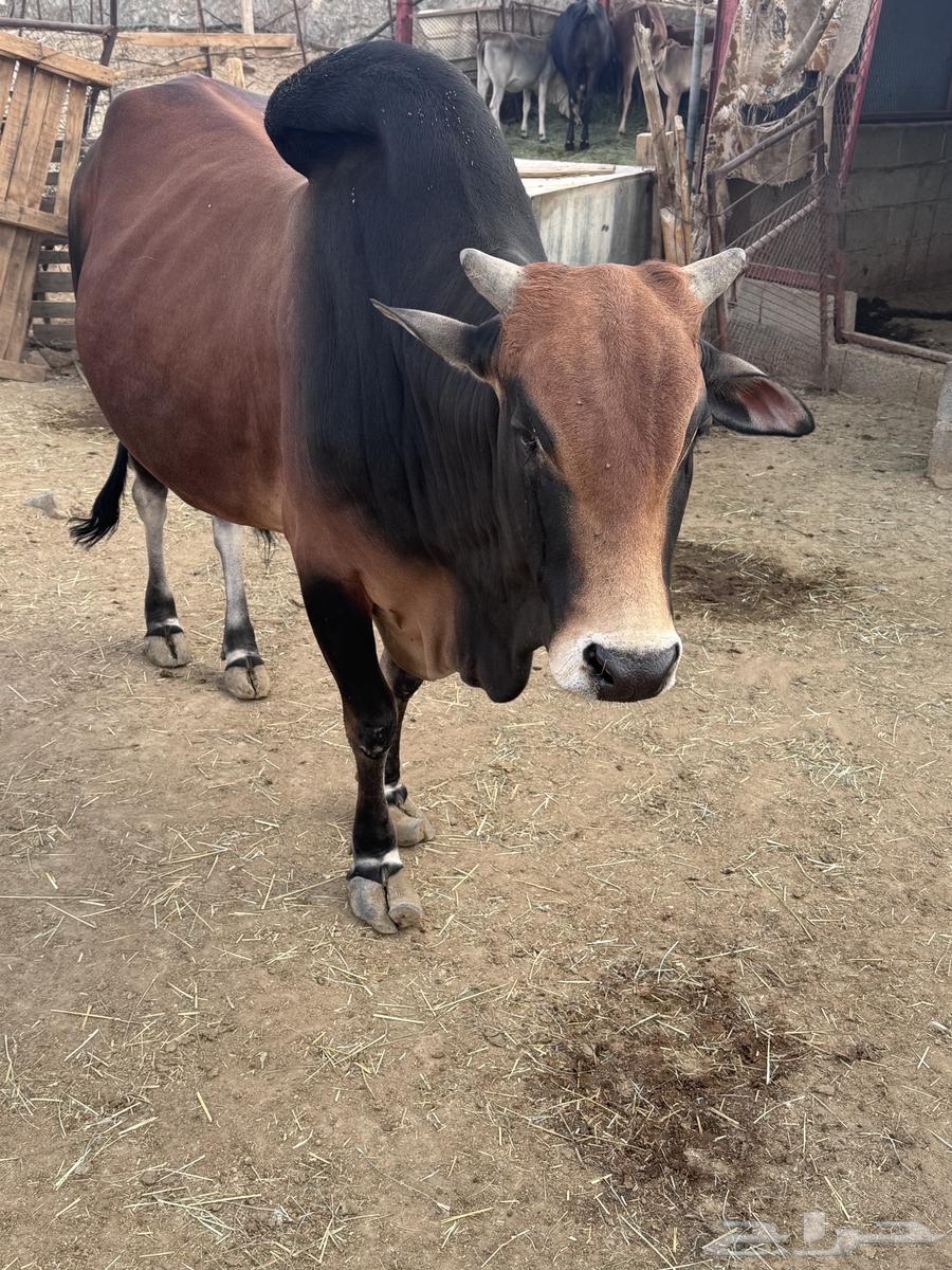 ثور للبيع64416453344771111