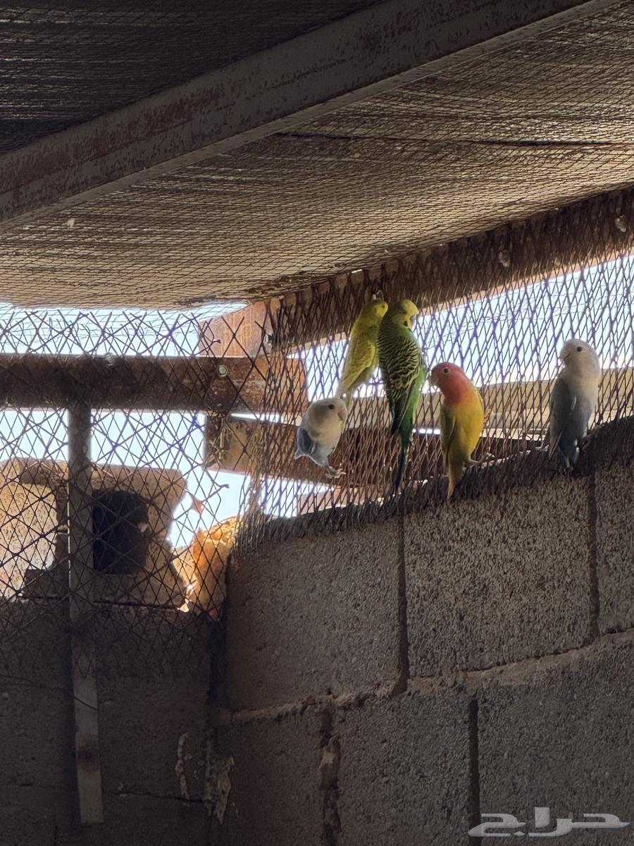 Day64417766444929113