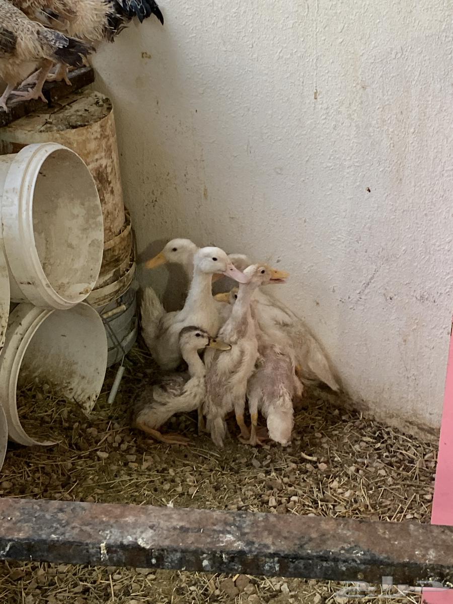 للبيع بط64416835718914112