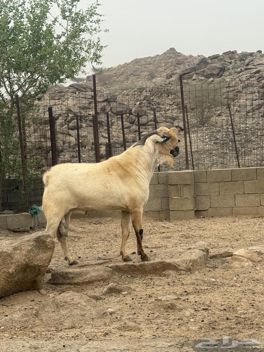 تيس بيشي صنف العمر 3 سنوات حار جدا في الضراب والكتاب واضح م64416014535427113