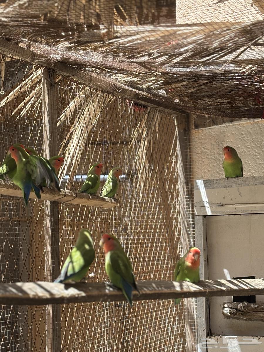 طيور روز64414779737217112