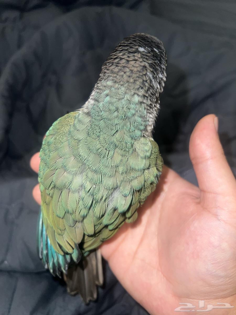 يلوسايد تركواز كنيور انثى64416014561666112