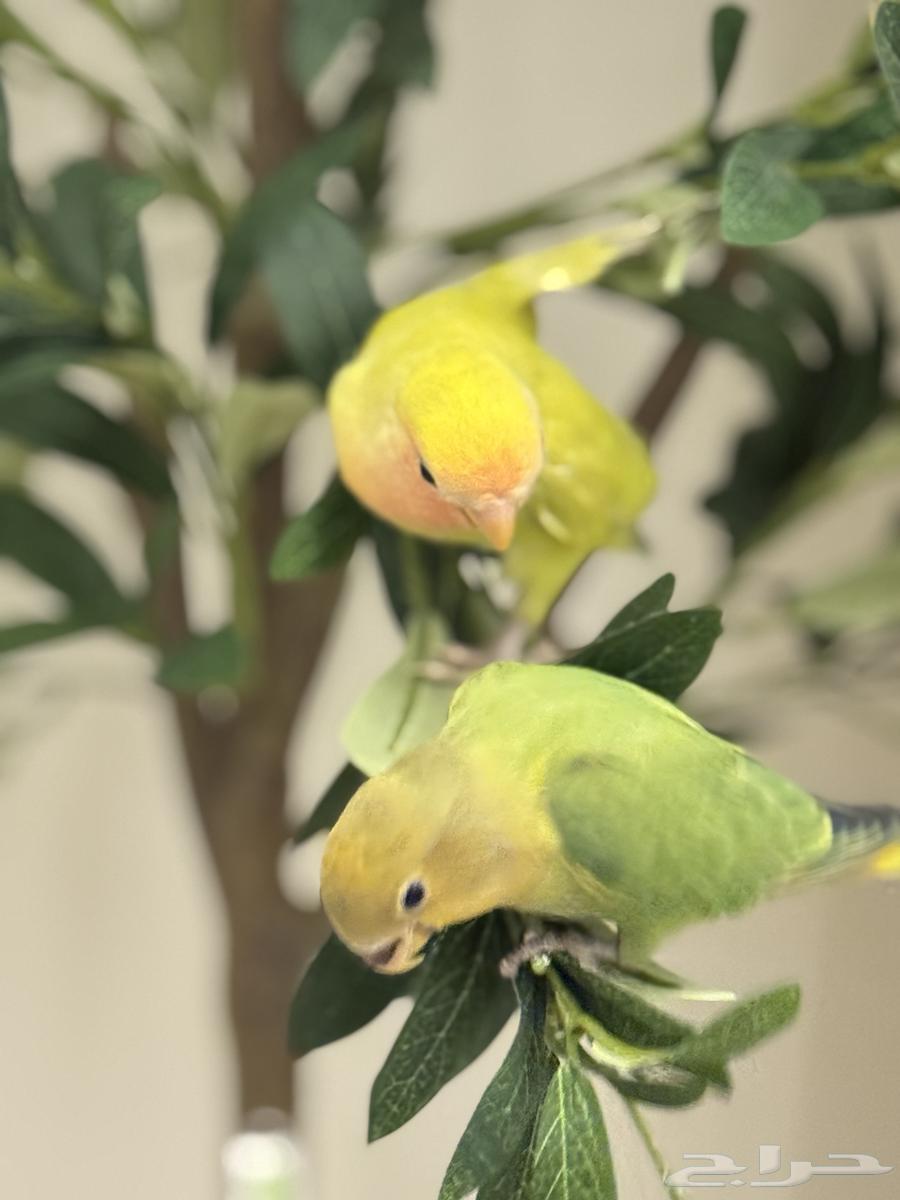 عصافير اليفين ذكر وانثى السعر 400 ريال64415518515586110