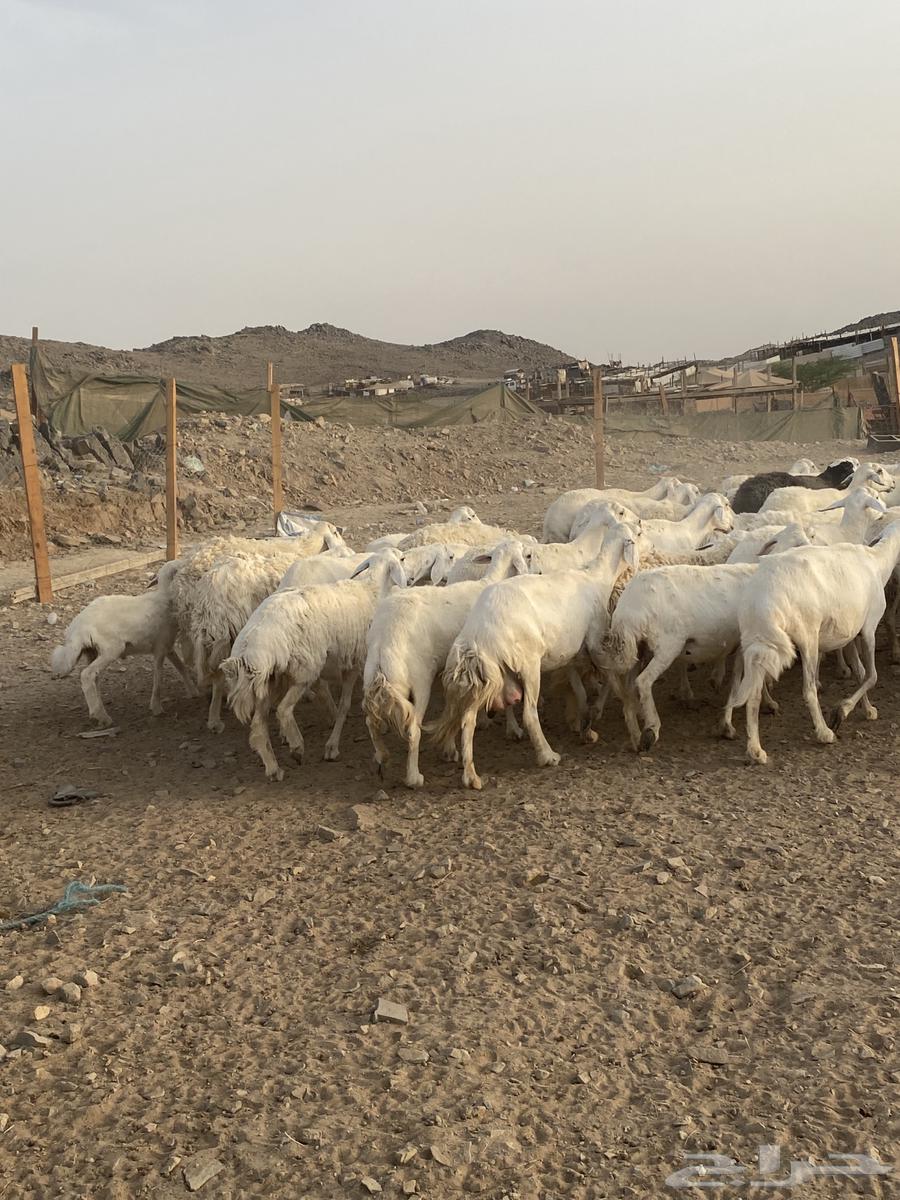 53 ضان مقاني مراح واحد64415316836353110