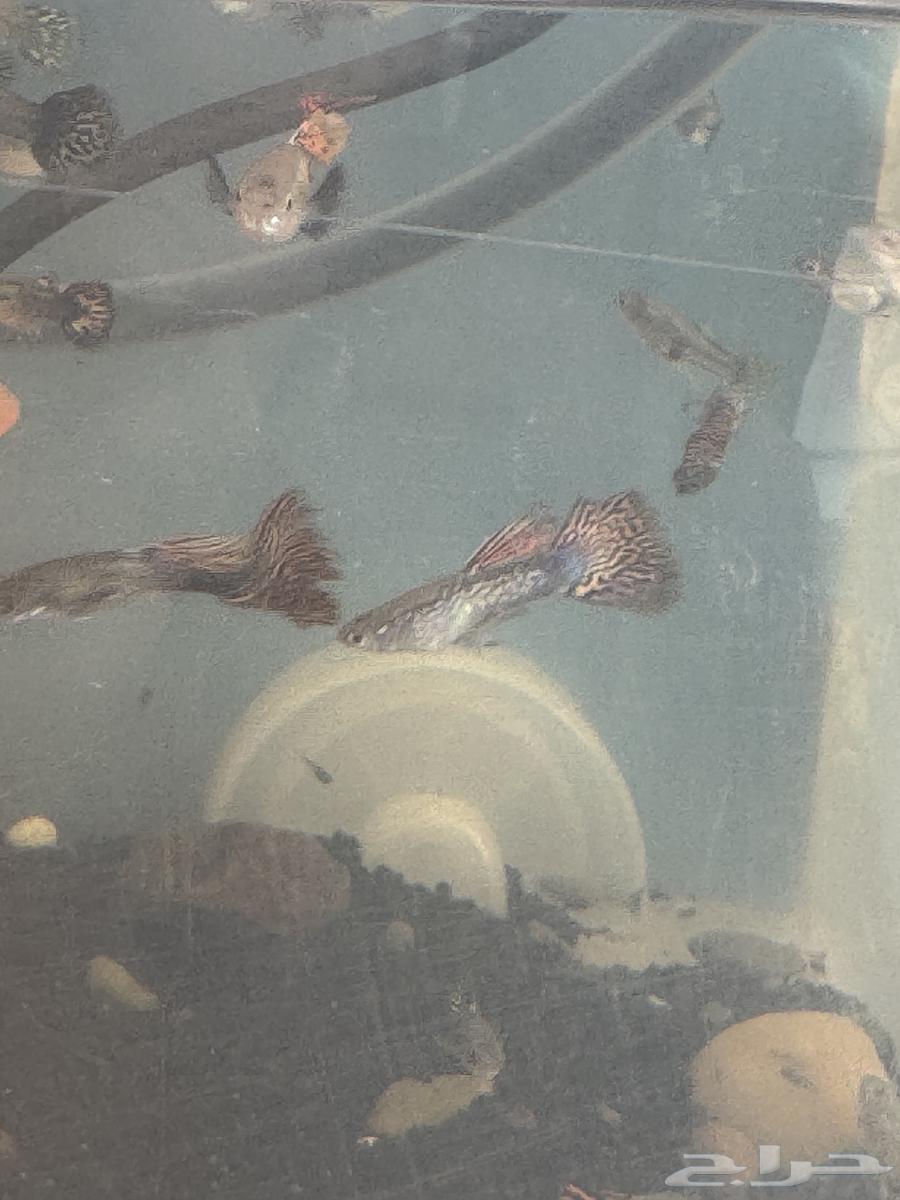 سمك زينة جوبي اذن الفيل وجلد الثعبان نوادر64415719702273110