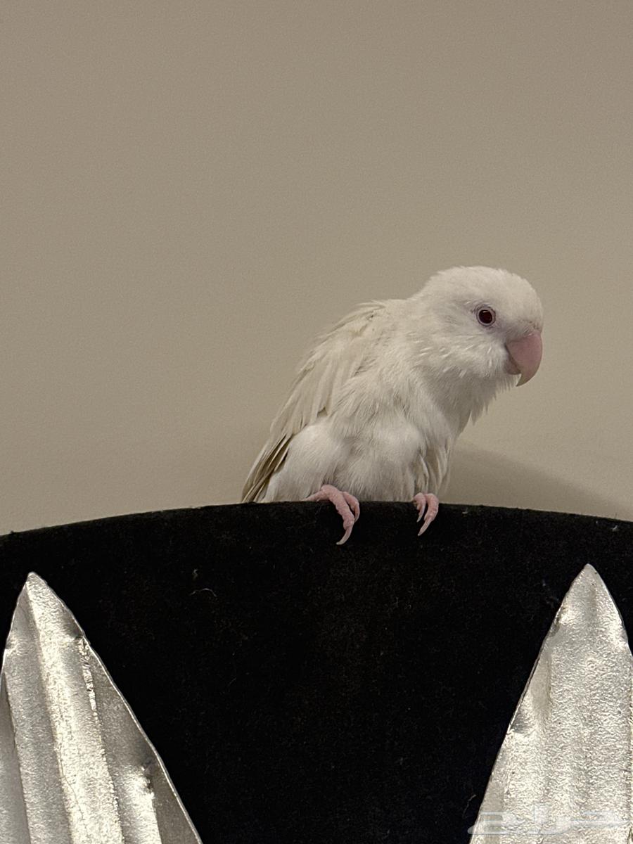 روز حمامه واليف جدا جدا64416068083330113