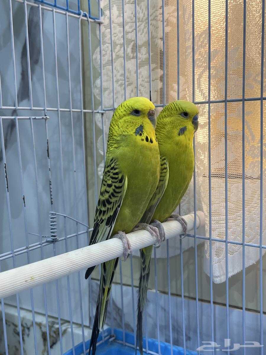 طيور الحب للبيع الواحد السعر 15064415666339585111