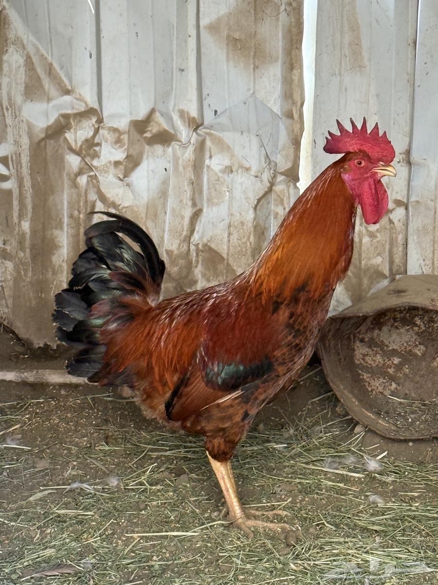 2 ديوك عربي .64413732709635112