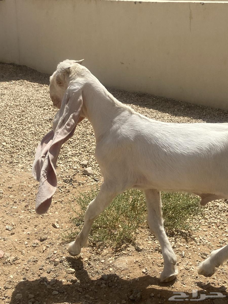 للبيع تيس طيب جدا64414620083713111