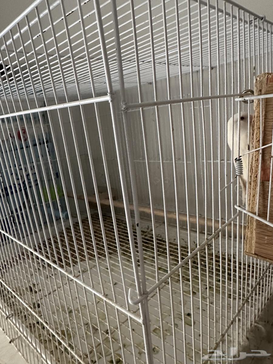 روز مع البيض الصحة ممتاز منتجة العمر مجهول.50064415195603843112