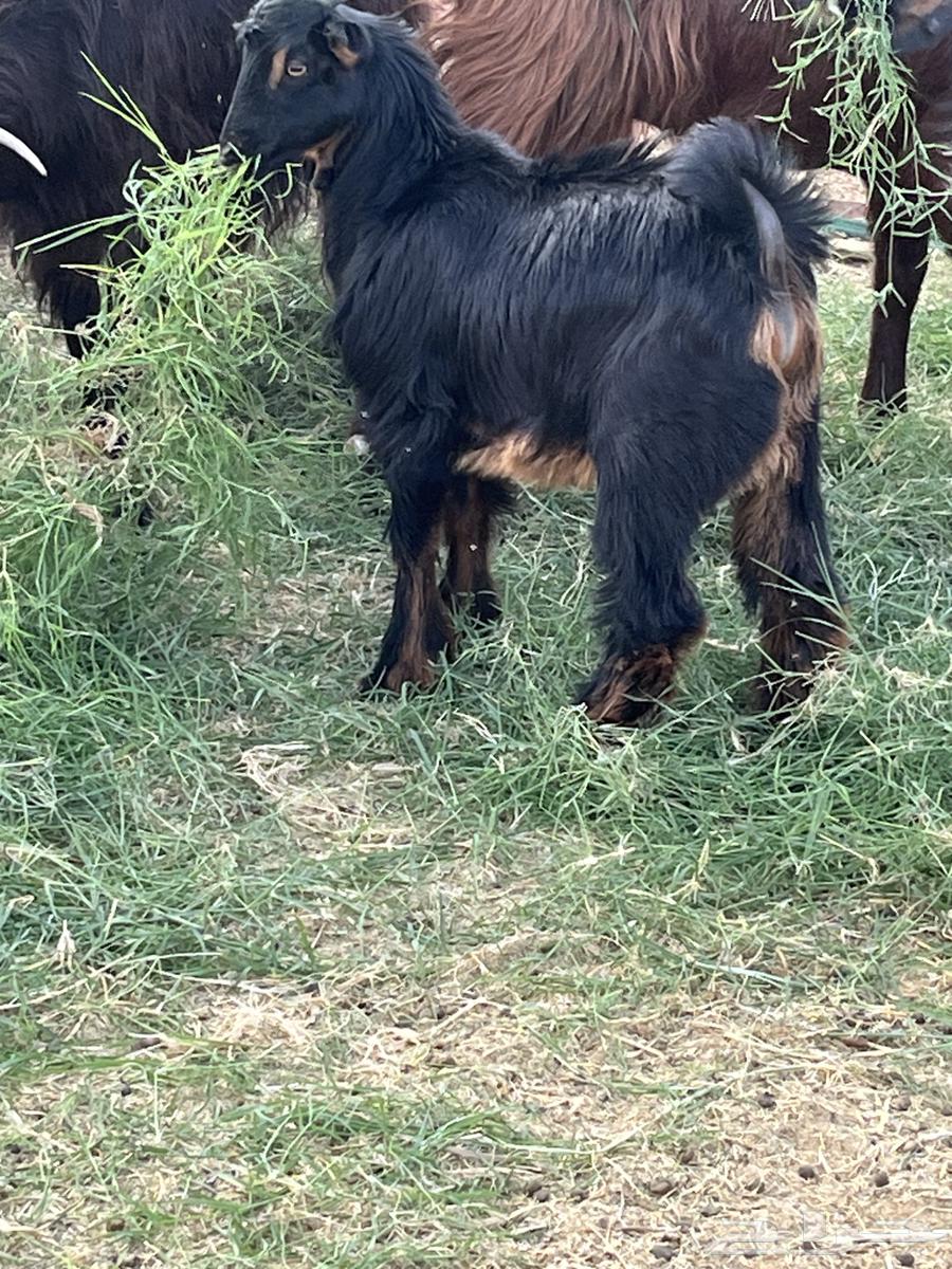 Goat for sale, age 3 months, only responds when alone64417022111107112