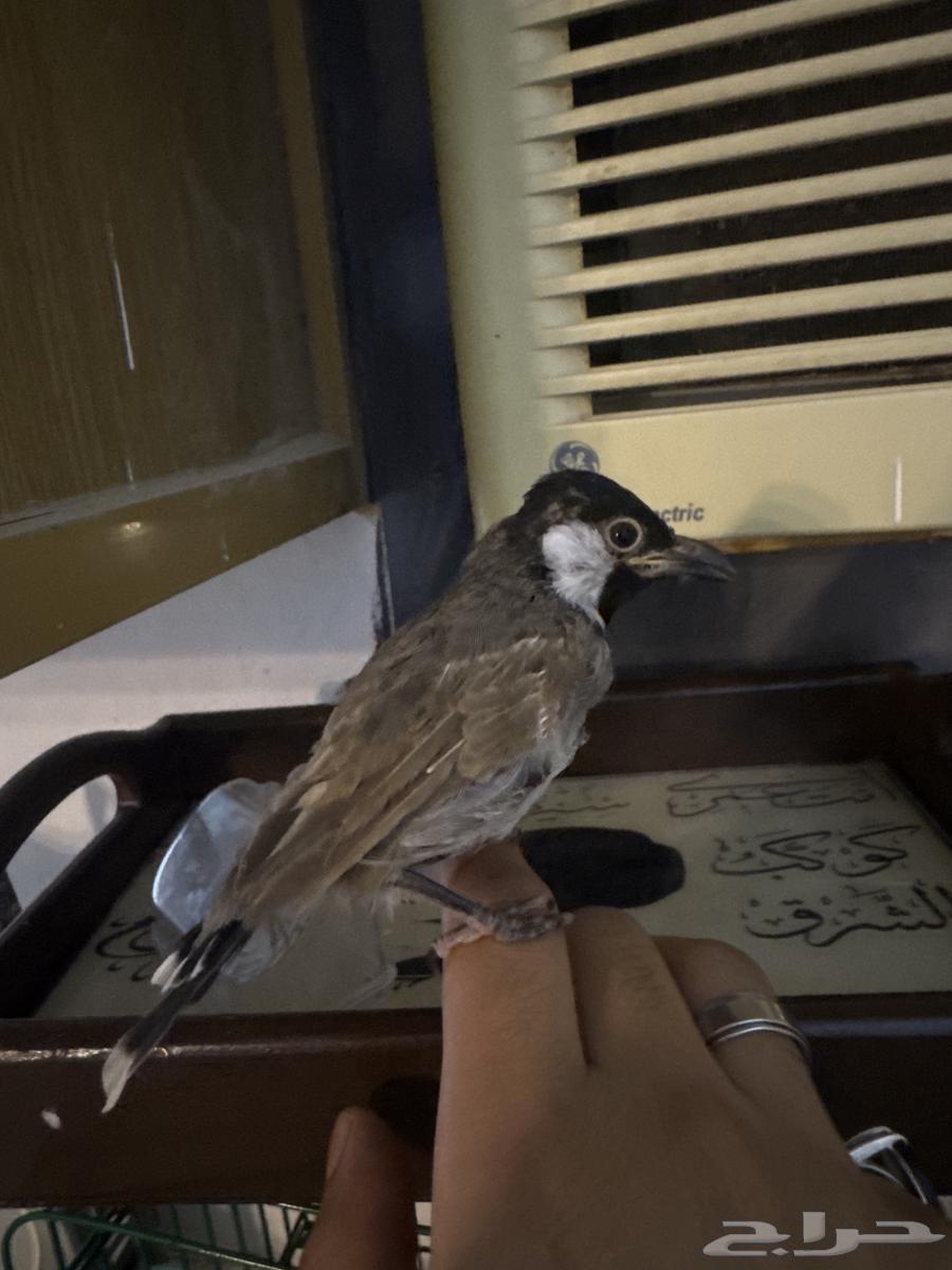 Bulbul training, singing, and coming to hand and shoulder64413719467267110