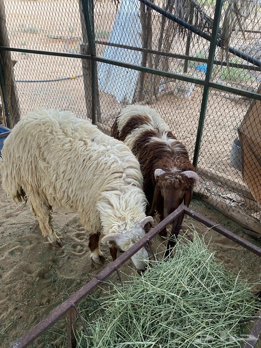 خرافان للبيع64416888638339112