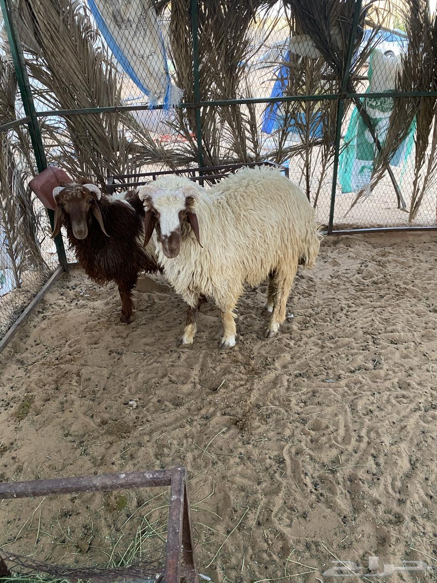 خرافان للبيع64416888638339110