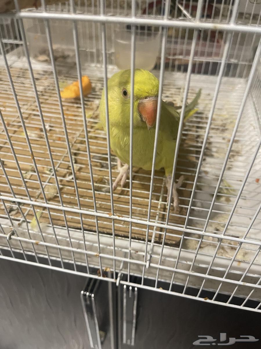 دره هندي64414793008769112