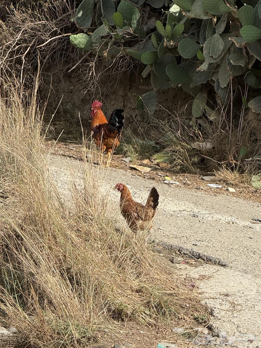 2 ديوك عربي .64413732709635111