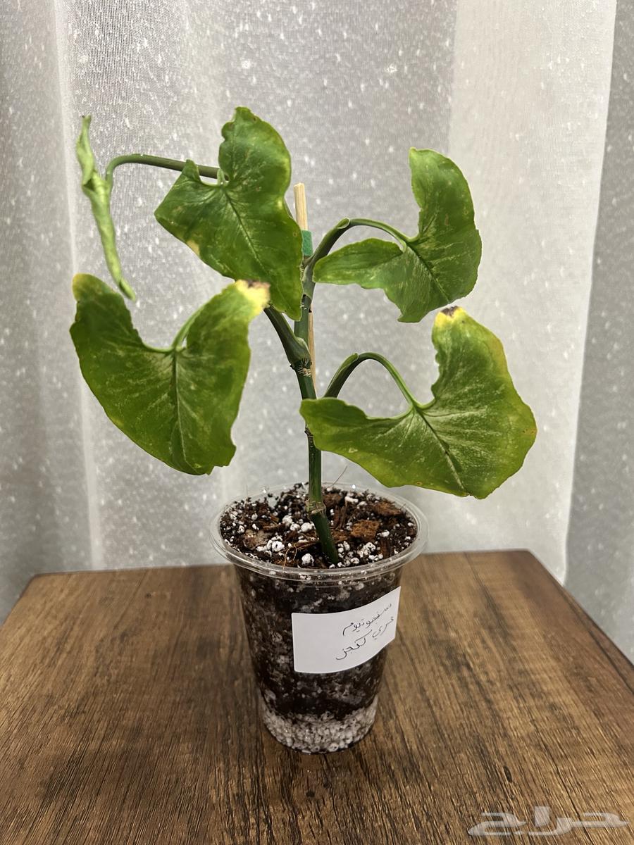 Showcase of a Unique Collection of 50 Plants64414686906498111