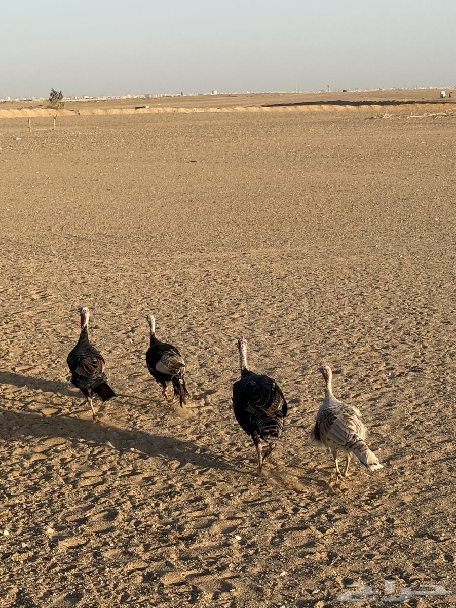 دجاج رومي64412224421507111