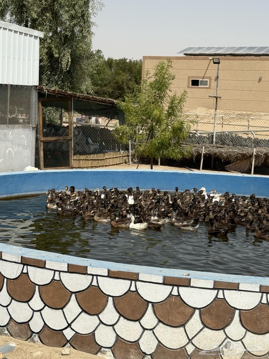 بط للبيع64413392333827113