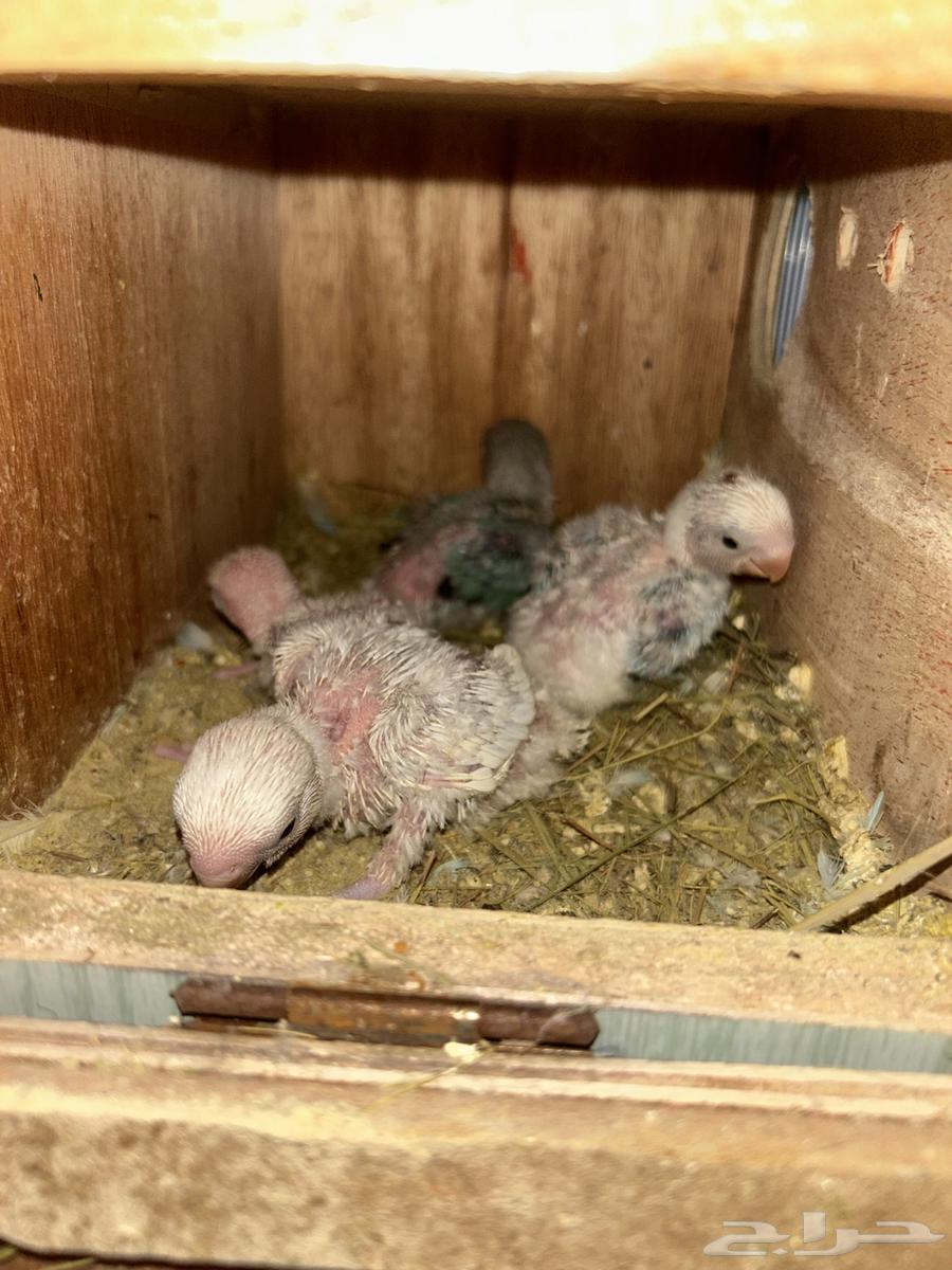 جوز روز كان تحته 4 فروخ وتم بيعهم الان سعر الجوز 35064417197683969111