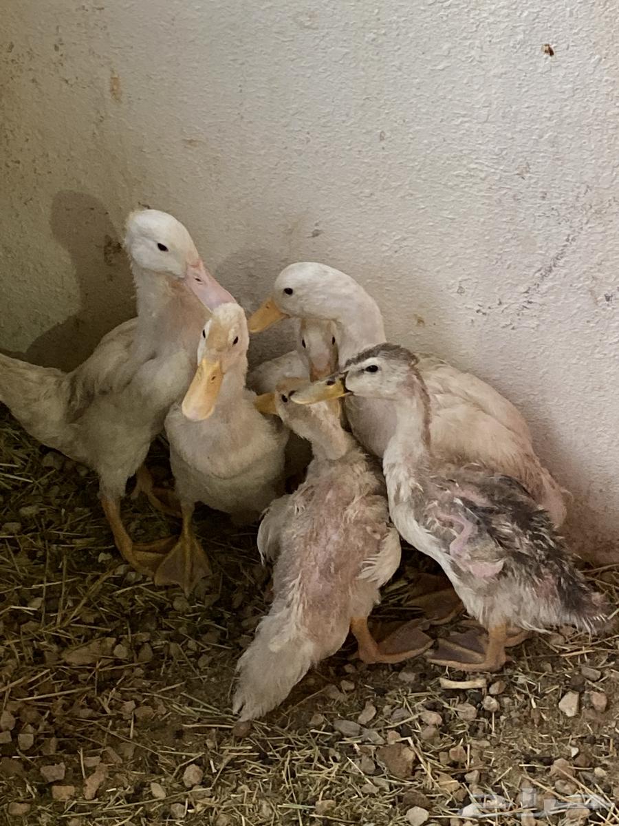 للبيع بط64416835718914113