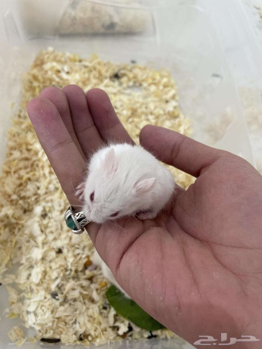 هامستر روسي وسوري(25-20 )(مباع)64416875319170114