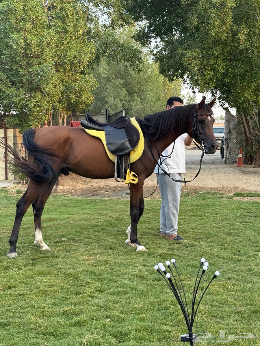 حصان واهو للبيع64413918185475110