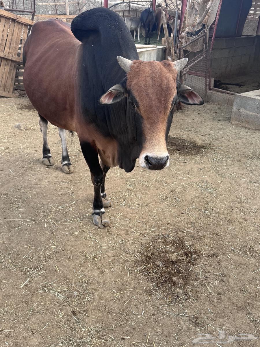 ثور للبيع64416453344771110