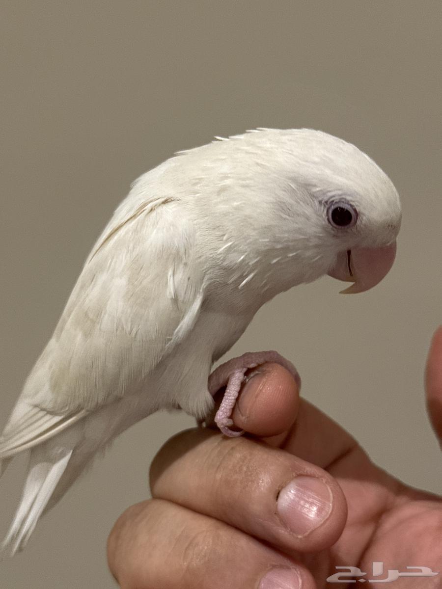 روز حمامه واليف جدا جدا64416068083330114