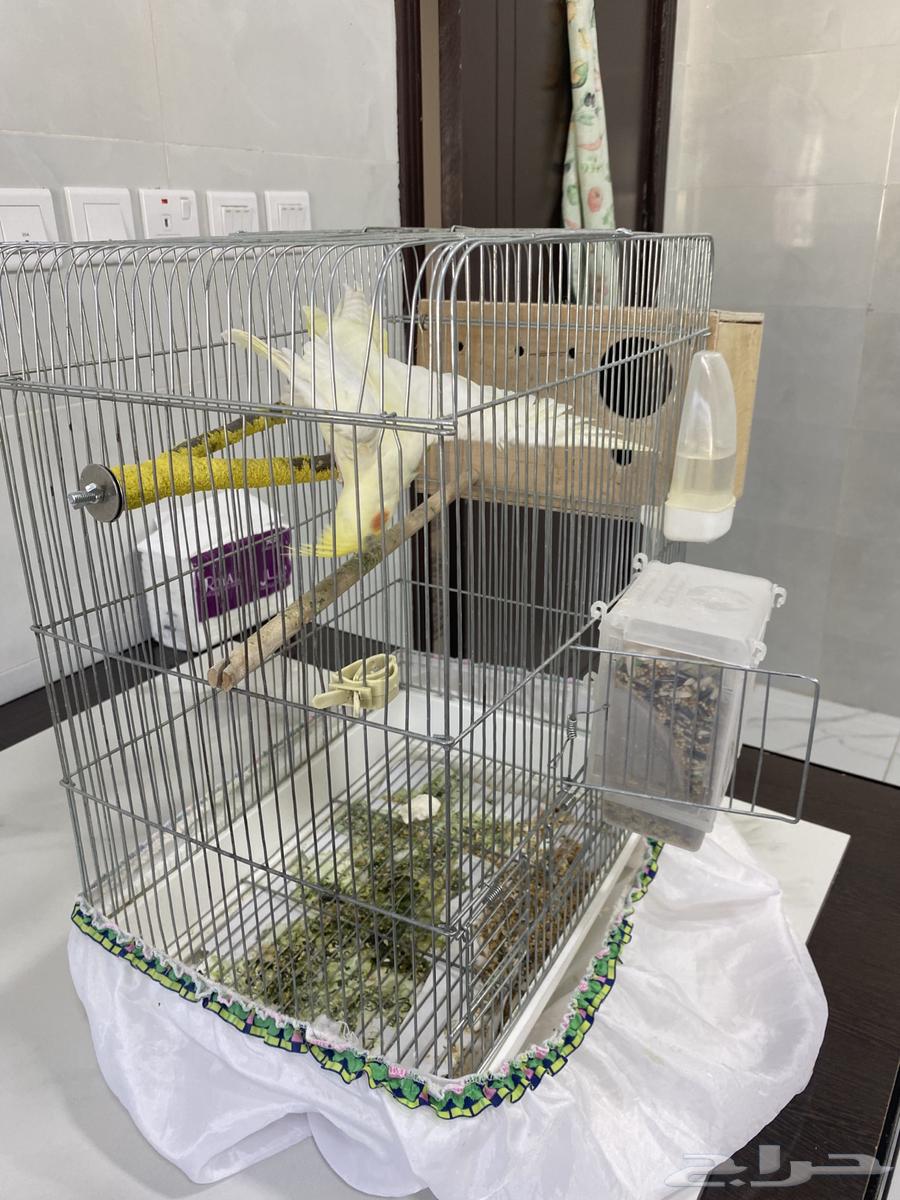 Crown product for sale with all accessories, base on two eggs64415746638466112