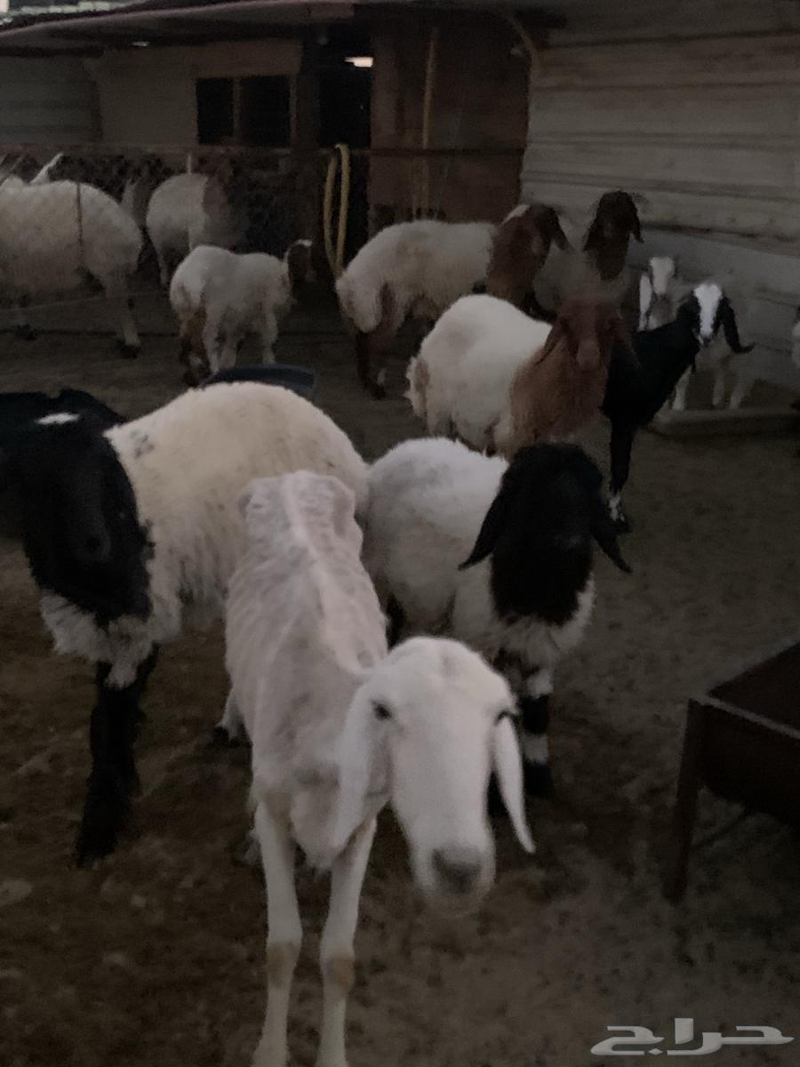 غنم للبيع في الذيبيه64421567581313111