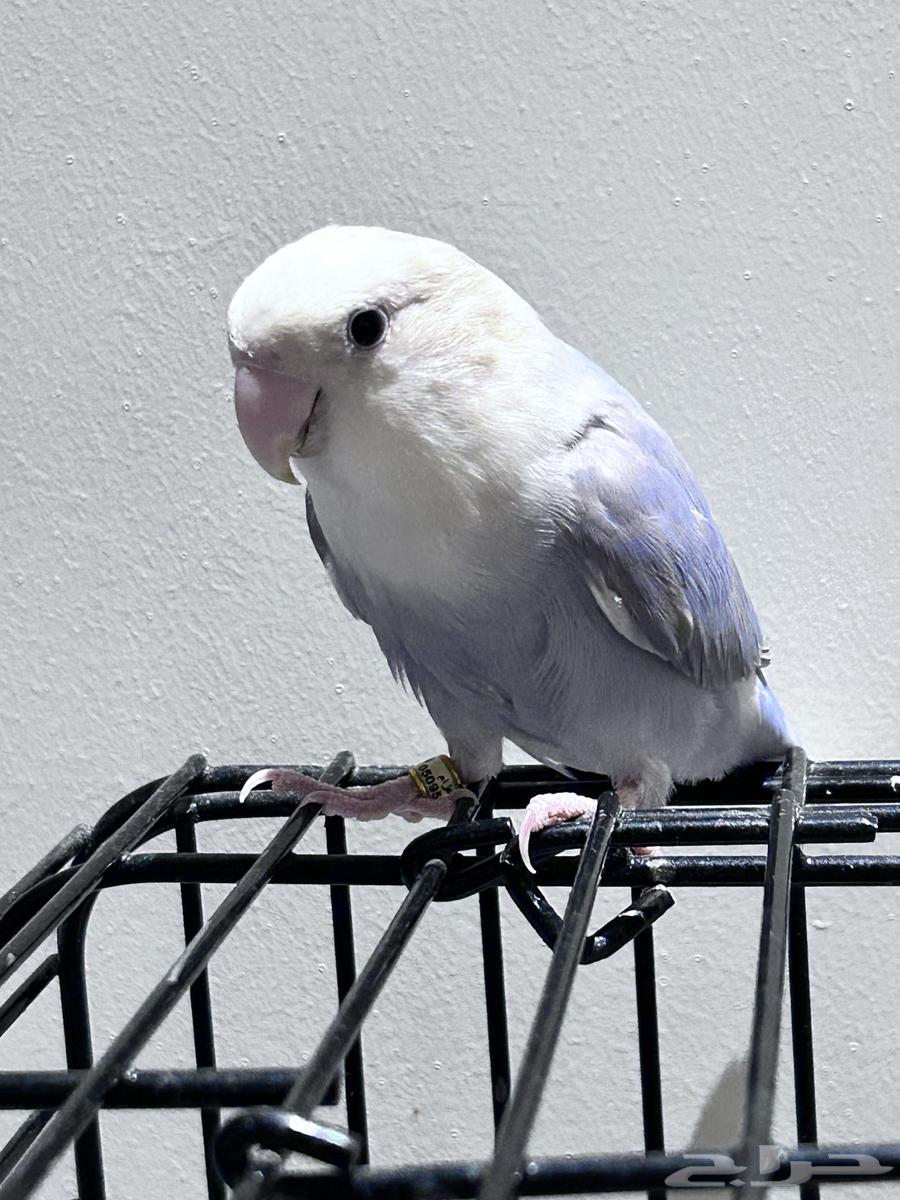 تم البيع  الله يبارك للمشتري روز انثى 7 شهور64416440169985111