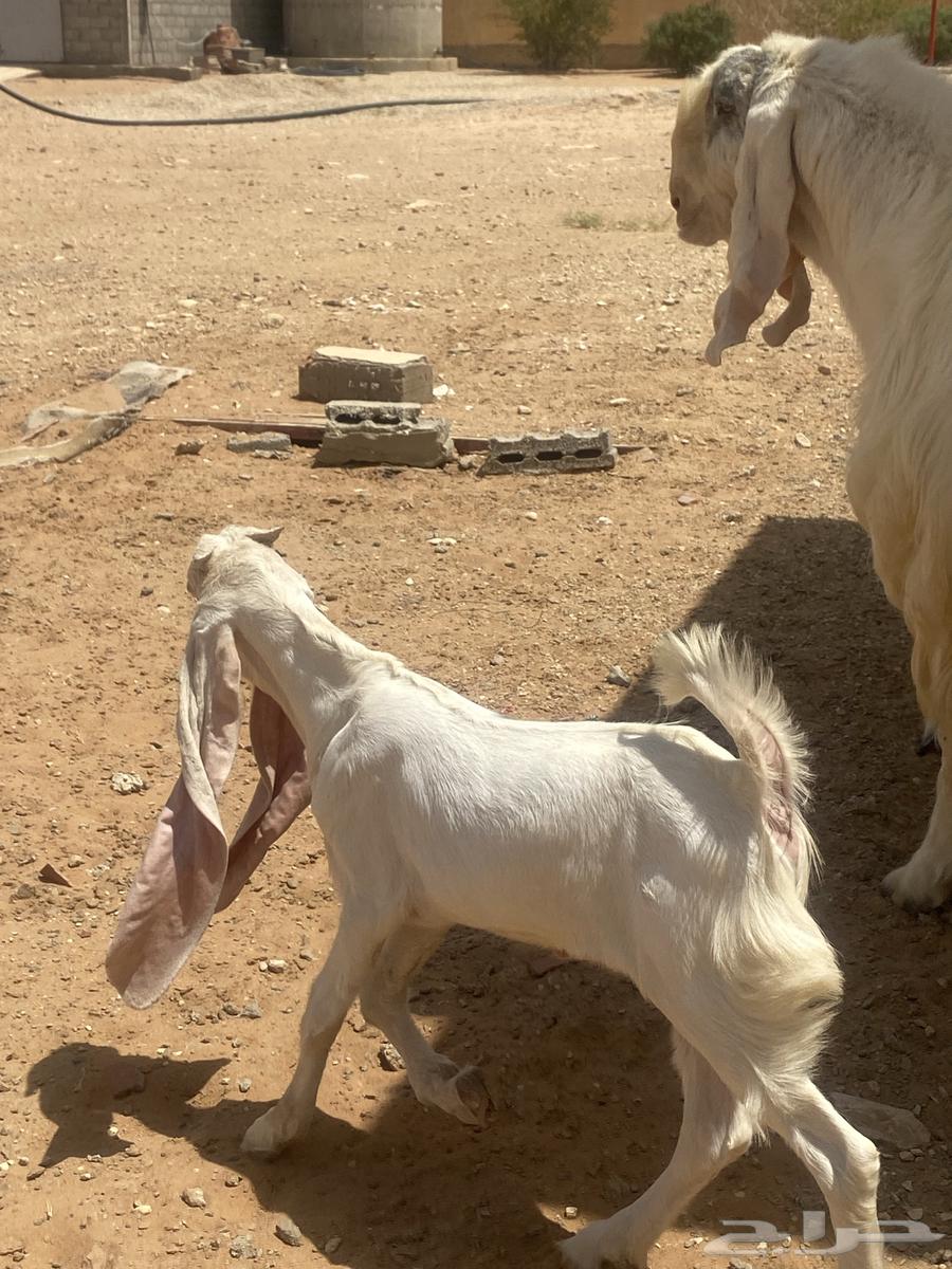 للبيع تيس طيب جدا64414620083713113