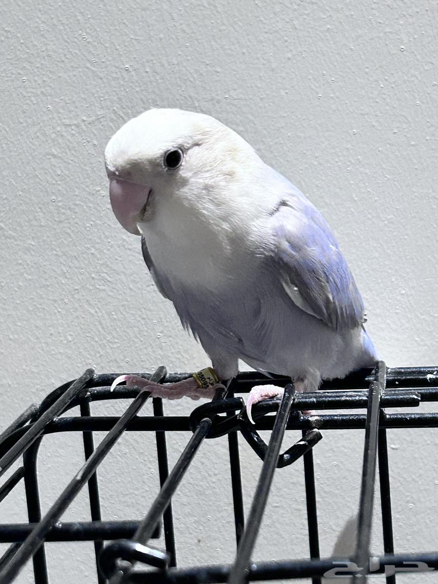 تم البيع  الله يبارك للمشتري روز انثى 7 شهور64416440169985110