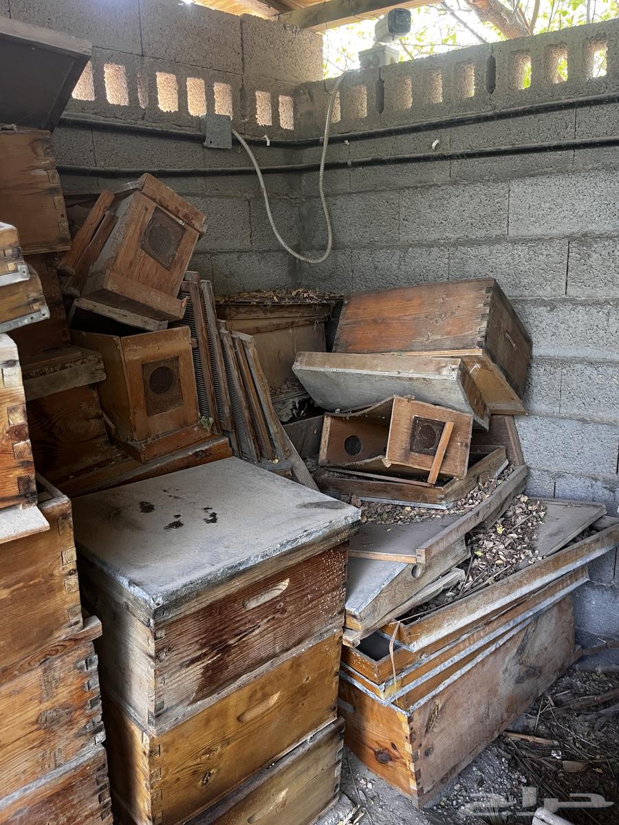 للبيع براويز نحل وخلايا فراز للبيع بأعلى سعر64415773846018114