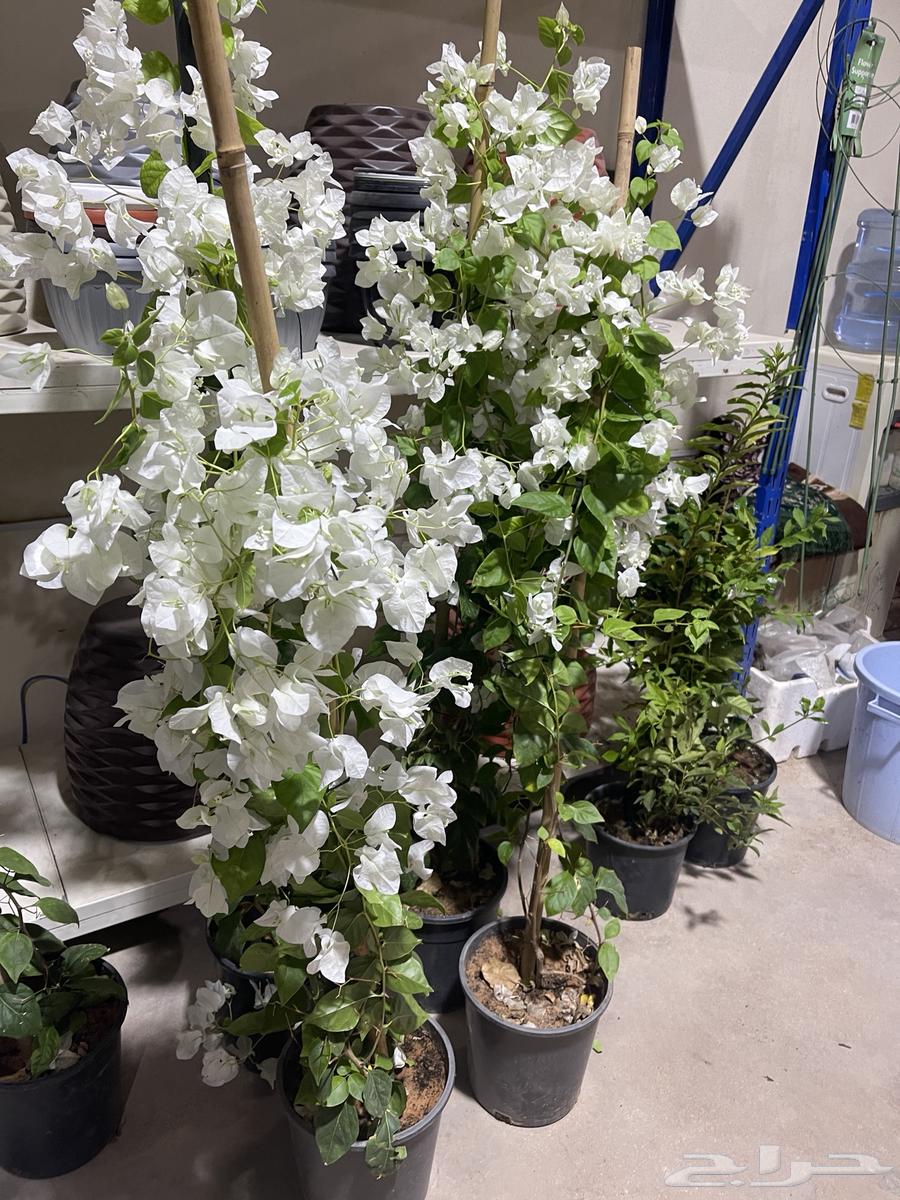 جهنمية ابيض شوبرا64415491513346110