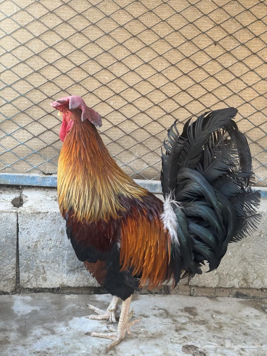 ديك فري جرم كبير التفاصيل في اعلاني السابق64415154993537112