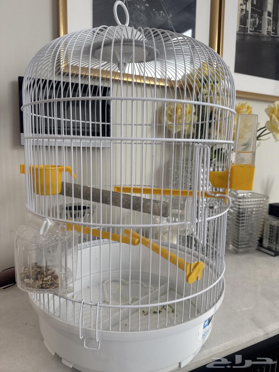 A rose bird with its beloved and gentle cage for 20064414620099586111