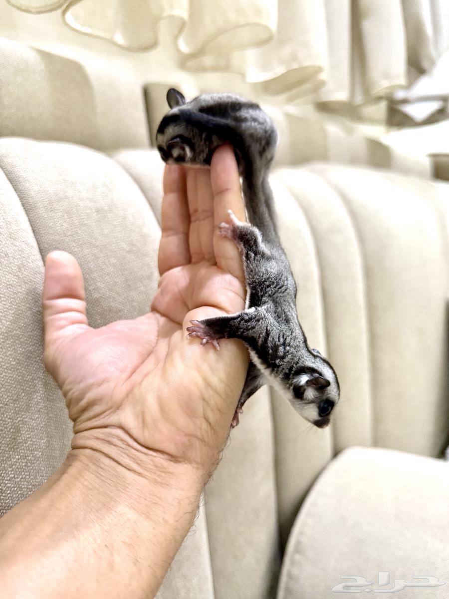 جوز سناجب سنجاب64416054719875113