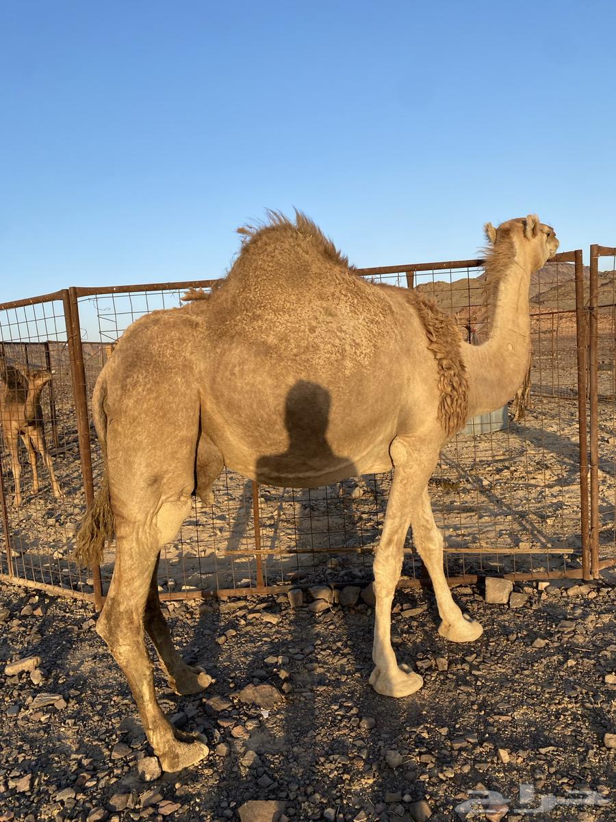 خلفه مصغر مجموع بالحليب وهديه ورضيه الحد12500تتم البيعع64418052693890111