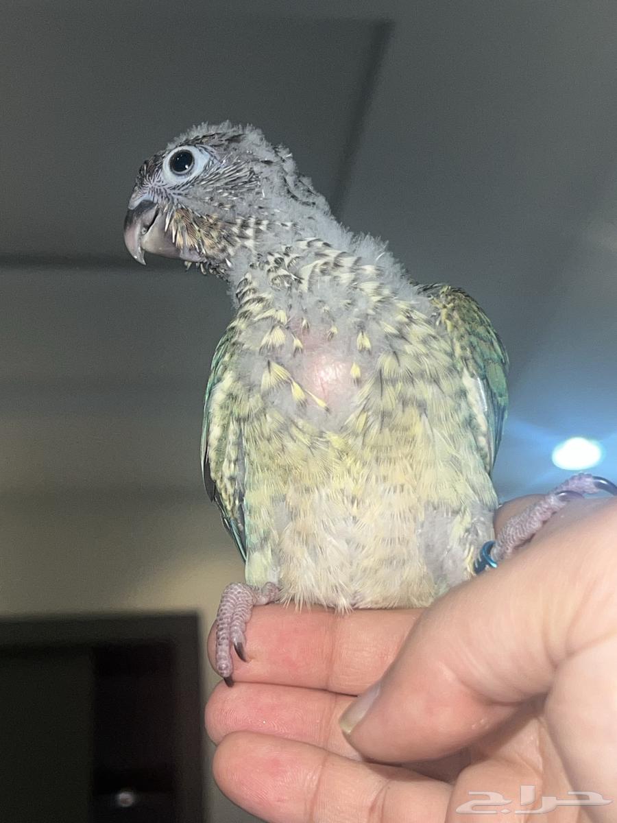 يلوسايد تركواز كنيور انثى64416014561666113