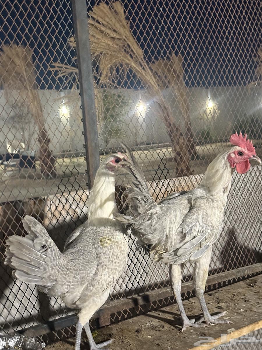 للبيع دجاجه وديك طقم64416914952322110