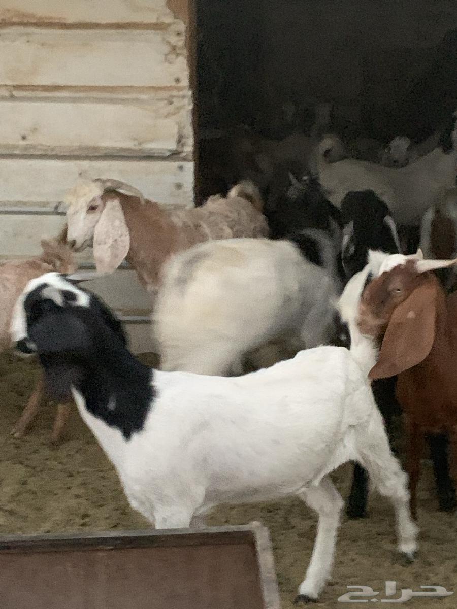 غنم للبيع في الذيبيه64421567581313113